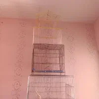 قفس پرنده کوچیک و متوسط|لوازم جانبی حیوانات|سهند, |دیوار