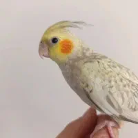 فروش عروس هلندی دستی|پرنده|فولادشهر, B1|دیوار