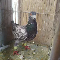 سه عدد پلاکی نر|پرنده|مرودشت, فرهنگ|دیوار