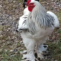 خروس برهما لایت