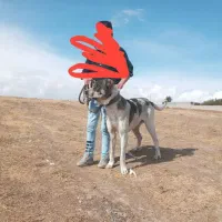 سگ سرابی اصیل قیمت مناسب