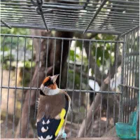 سهره نر حلقه پا|پرنده|آستارا, |دیوار