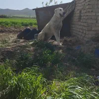 طوله سرابی ۱۱ماهه