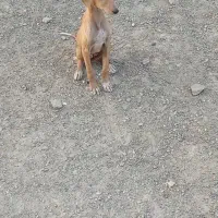 ماده تازی توله