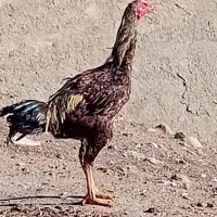 خروس و مرغ لاری . اردک اسرائیلی نر