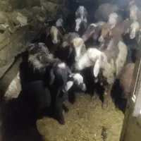 گوسفند کوهستانی