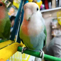 طوطی برزیلی دورنگ|پرنده|شهریار, شهرک وائین|دیوار