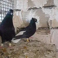 کبوتر یا کفتر|پرنده|ضیاء آباد, |دیوار