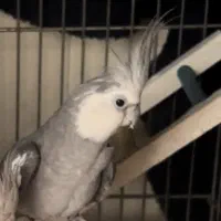 عروس هلندی|پرنده|سلمان‌شهر, |دیوار