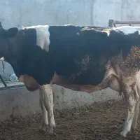 گاو کیلویی|حیوانات مزرعه|بیرجند, |دیوار