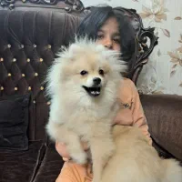 سگ پامرین عروسکی خرسی