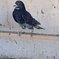 کبوتر پرشی|پرنده|نقده, |دیوار