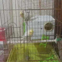 یک جفت عروس هلندی لوتینو کارداده