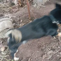 سگ پا کوتا|سگ|رشت, باهنر|دیوار