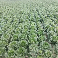 زمین-306-متری-صومعه-سرا