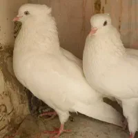 پشت کلاغ سفید|پرنده|مشهد, گلبرگ شمالی|دیوار