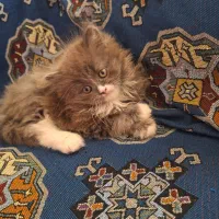 گربه پرشین نر|گربه|زنجان, |دیوار