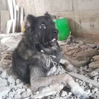 قره باش سرابی ذات قدیم|سگ|آشخانه, |دیوار