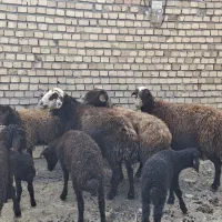 میش بره یکدست افشار