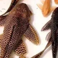 لجن خوار اسپرت سایز بزرگ