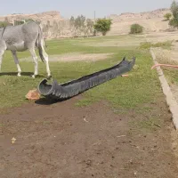 خر گله|حیوانات مزرعه|شوشتر, |دیوار