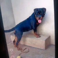 توله سگ روتوایلر فروشی 3تا واکسن خورده یه|سگ|سبزوار, شهرک صنعتی خاوران|دیوار