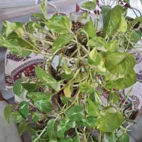 گل پتوس بزرگ