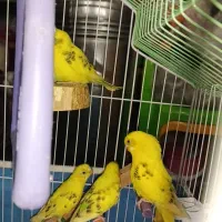 ۵ عدد مرغ عشق زرد فروش یکجا