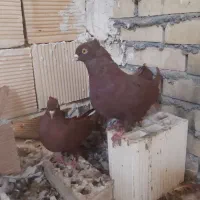 پرنده|پرنده|بهبهان, |دیوار