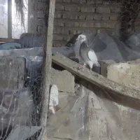 طوقی ماده