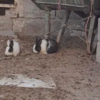 خرگوش|موش و خرگوش|نقده, |دیوار