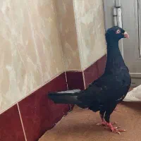 فروشی کبوتر ماده