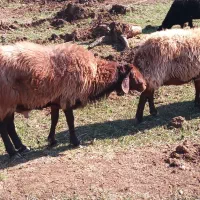 قوچ افشار|حیوانات مزرعه|بسطام, |دیوار