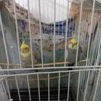 یک جفت عروس نر ماده هستن بشری تخم