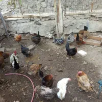 فروش جوجه و مرغ محلی