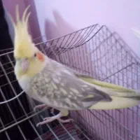 طوطی برزیلی باقفس و دوعدد عروس هلندی بالغ