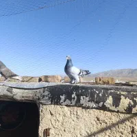 دسته ۱۳ تایی کبوتر رنگی