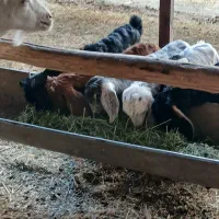 کهره خوراک خور و تمیز