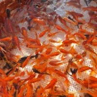 ماهی  گلدفیش شب عید