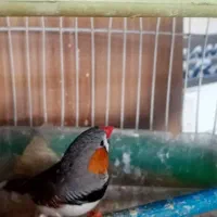 3عدد فنچ بالغ با قفس ولوازم|پرنده|مشهد, انقلاب|دیوار