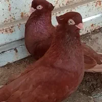 یک جفت سرخ عتیقه نر و ماده صرب