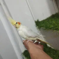 عروس هلندی لوتینو اهلی|پرنده|تبریز, |دیوار