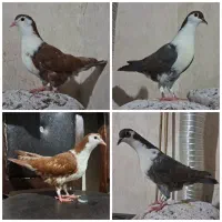 جوجه سار کاکلی و جوجه زاغ پلاکی و جوجه کرواتی|پرنده|مشهد, موسوی قوچانی|دیوار