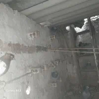 کبتر.تپر.ساده.و.سینه