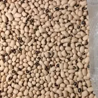 حبوبات به قیمت عمده|خوردنی و آشامیدنی|بومهن, |دیوار