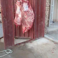 ق ص ا ب سلاخ تعدادوتکی کشتار درمحل گوسفندگوسال بز|خدمات پذیرایی، مراسم|بروجرد, |دیوار