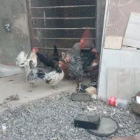 مرغ خروس رسمی|حیوانات مزرعه|قم, تعویض پلاک|دیوار