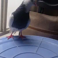 کبوترطوقی|پرنده|مشکین‌دشت, |دیوار