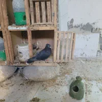 نر زاغ کاکلی چشم سفید