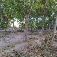 باغ در اسفنجان اسکو|فروش زمین و ملک کلنگی|اسکو, |دیوار